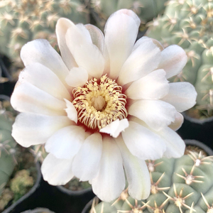 实生瑞昌玉 仙人球稀有白刺易开花裸萼球属防辐射多肉植物盆栽