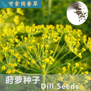 莳萝种子Dill Seeds可食用香草黄色簇状花苞料理作料观赏美化植物