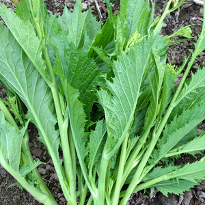 【印象贵州】新鲜蔬菜现摘现发农家苦芥青菜苔冲菜3/5斤包邮