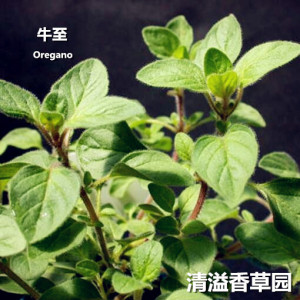 牛至 oregano 奥勒冈 希腊牛至甜牛至 盆栽香草料理 披萨草叶食材