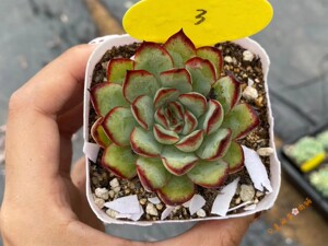 墨西哥灵影 红边灵隐群生 多肉 一物一拍 8月29日拍摄 多肉植物