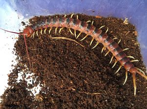 00李浩铭0528淘宝秘鲁白脚蜈蚣9cm左右大幼体人工繁育后代 世界上体