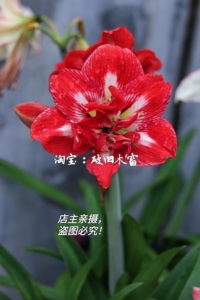 保证品种 进口朱顶红 摇滚乐 耐热阳台盆栽春夏季花卉植物