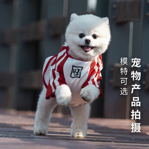 宠物产品用品拍摄狗狗服装玩具短视频猫咪食品广告模特兔水族摄影