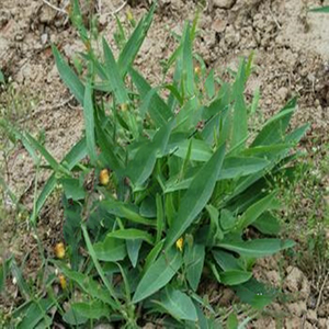 野生新鲜小苦菜苦碟子曲曲菜蘸酱农家农产品野菜整颗带根3份包邮