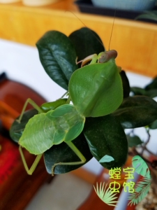 圆盾螳螂  8龄买3送1成体现货促销 宽菱背螳 活体 大型 宠物