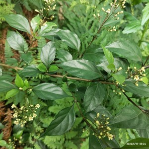 山里精品落叶现挖柴树苗观音柴凉粉柴豆腐木可盆栽地栽阳台庭院