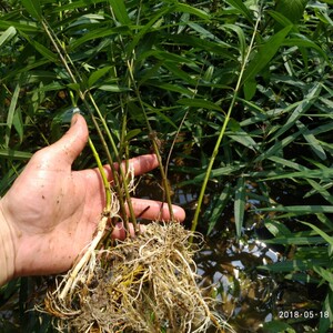 山里天然新鲜白前水杨柳竹叶白前草柳叶白前中草药现采可栽