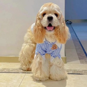 纯种美卡幼犬黄白花活体长毛黑色英国可卡犬黄棕色可卡幼犬宠物狗