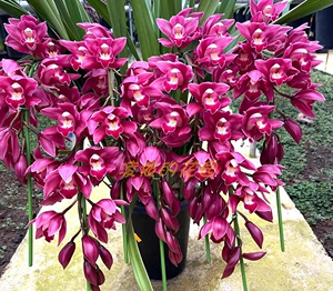 中国龙大花蕙兰惠兰花苗年宵花卉阳台客厅净化空气清香型盆栽绿植