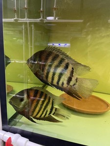 卡瑞尔 帝王虎斑菠萝 热带鱼