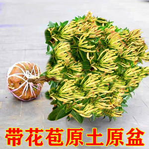 金银花树苗食用树形四季浓香型黄白盆栽老桩爬藤植物阳台庭院绿植