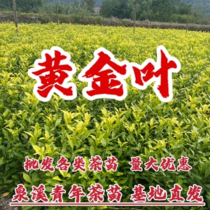 正宗浙江新昌茶苗龙井茶苗黄金甲茶苗黄金芽黄金叶黄茶苗南方种植