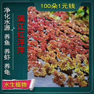 红色浮萍