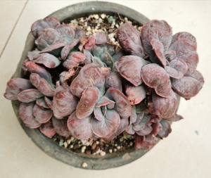 多肉植物 精品 尼古拉斯 狂野男爵 砍头老桩 一物一拍