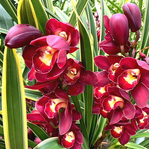 【金边红袍】云南绿植花卉兰花大花蕙兰茶几桌面矮株型花原盆原土