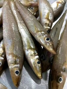 电白博贺港深海野生海钓沙尖鱼天然沙丁鱼小海冰箱杂鱼鲜活沙钻仔