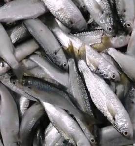 电白特产博贺港深海野生海捕白鱼鲜活杂鱼新鲜白条鱼冰鲜水产