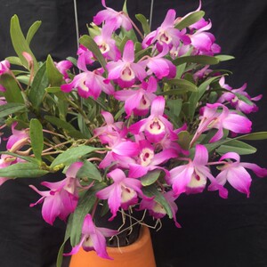 樱石斛丛越南樱石斛苗花卉绿植盆栽附生吊兰庭院阳台盆景洋兰