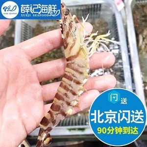 500g 北京闪送 鲜活 基围虾 新鲜水产 活虾明虾九节虾竹节虾