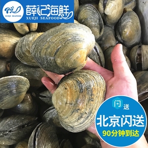 2-4只/斤鲜活天鹅蛋 水产海鲜贝类  烧烤 料理 个大肉多