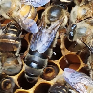 杂交王尾阿坝黑色处女王中蜂蜂王种王优质高产蜜蜂活体产卵王双色