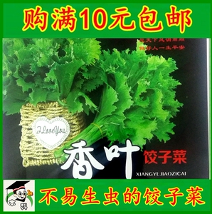 好吃的香叶饺子菜种子 叶芥菜种子 青菜种子豫艺种业 春秋播包邮