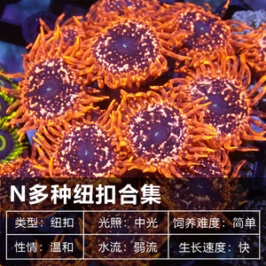 纽扣珊瑚海水鱼珊瑚活体海缸新手生物珊瑚幻彩纽扣拼盘混沌正红峰