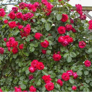 红色龙沙宝石藤本月季花苗特大花浓香四季开庭院蔷薇爬藤植物红龙
