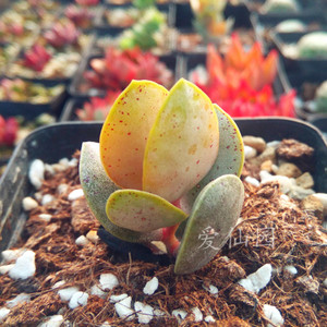 芒果蛋糕 多肉植物 韩国进口光芒水泡 阳台多肉组合盆栽满额包邮