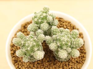 多肉植物白鸟包邮