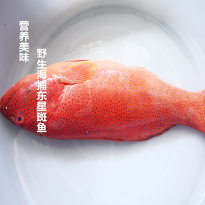 平立强22淘宝舟山海钓东星斑鲜活冰鲜新鲜冷冻海鲜水产红石斑鱼红星
