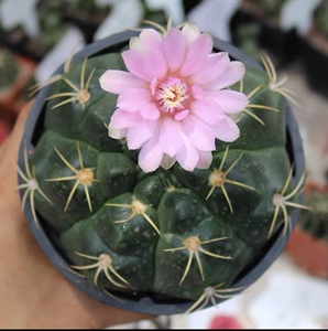 实生根 海王仙人球 盆7厘米直径实生根开花球