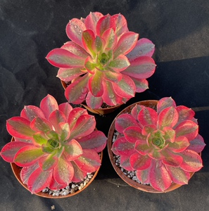 多肉植物红法师