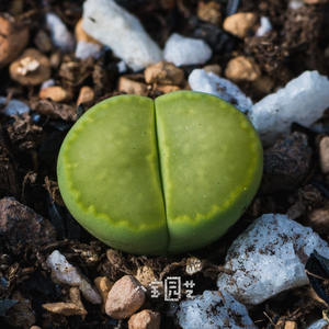 生石花 c56a 大窗绿福来 3年 一物一拍 八宝园艺