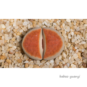 生石花 冰橙 orange ice 1.5年 一物一拍 八宝园艺