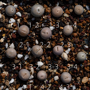 生石花 c388 丑娥 翠娥 一脱苗 一物一拍 八宝园艺