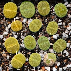 生石花 绿富贵x绿光阳 f1  2年 一物一拍 八宝园艺