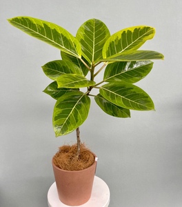 花叶橡皮树黄金榕室内盆栽办公室客厅四季绿植吸甲醛植物好养森系