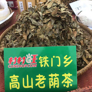 老鹰茶野生