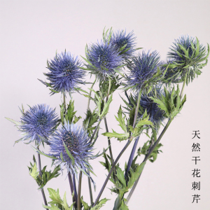 进口新款刺芹天然风干真花干花永生花高端轻奢北欧风客厅摆设拍摄