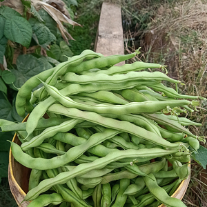 老品种四季豆