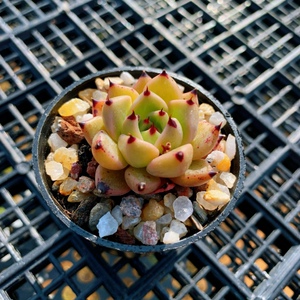 韩货贵货精品控养新品新手组合盆栽单头小多肉肉东云系万圣夜含盆