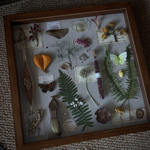 原创设计植物种子标本画 猪笼草蝴蝶标本相框 小众手工礼物推荐