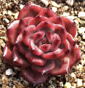 「tm」多肉叶片叶插贵货稀有韩国杂交进口基因控养正版叶子