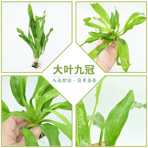 水草 鱼缸水草 乌拉圭皇冠 大叶九冠 迷你绿九冠鱼缸中后景草一株