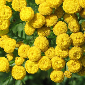 diy资本家有机摩洛哥蓝艾菊纯露舒缓敏感母菊天蓝烃超德甘菊100ml