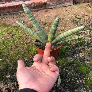 泰国佛手虎皮兰大型多肉植物办公室内喜阴肉肉盆栽花卉新手绿植