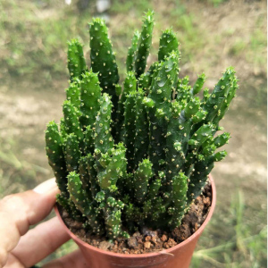 仙人掌多肉植物摇钱树 姬珊瑚仙人球 绿色盆栽花卉 新手室内绿植