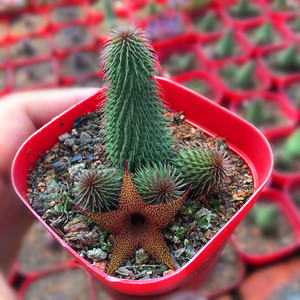 梨子园艺 稀有多肉植物 阿修罗 开花肉肉植物盆栽花卉 迷你绿植